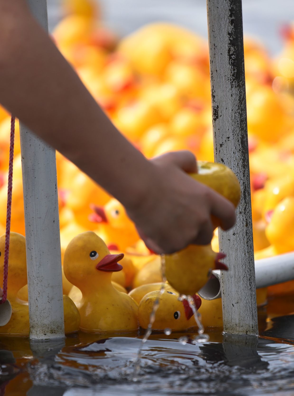 Rubber Duck Regatta
